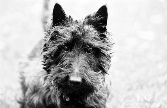 Scottish Terrier | Cattie Coyle Photography