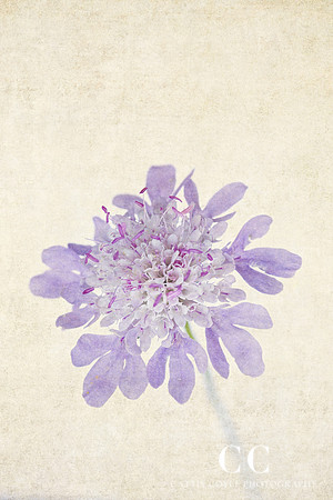 Japanese Pincushion Flower