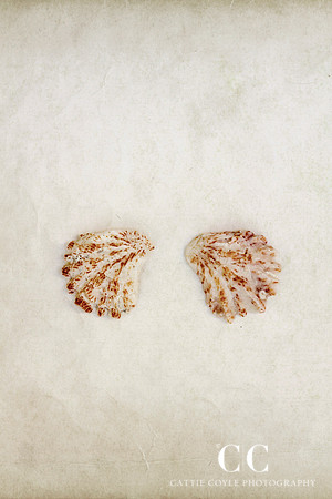 Kitten’s Paw (Plicatula gibbosa) | Cattie Coyle Photography