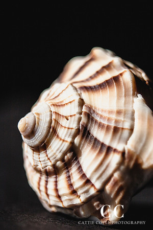 Lightning Whelk 2 | Cattie Coyle Photography
