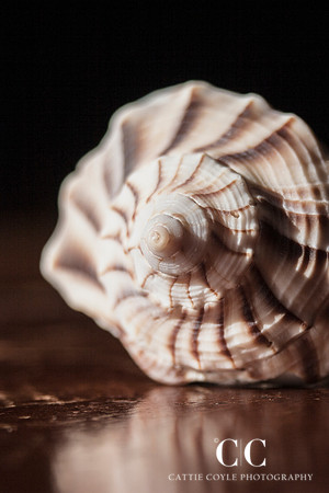 Lightning Whelk 6 | Cattie Coyle Photography
