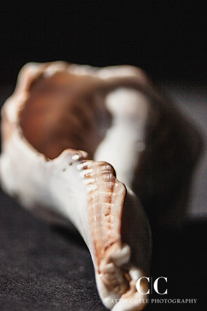 Lightning Whelk 7 | Cattie Coyle Photography