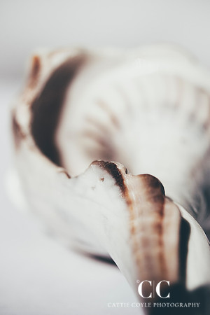 Lightning Whelk 8 | Cattie Coyle Photography