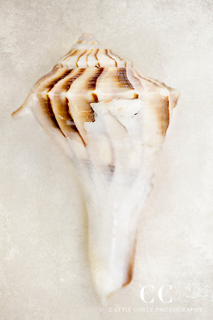 Lightning Whelk | Cattie Coyle Photography