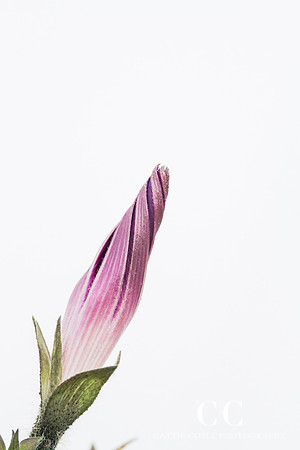 Morning Glory Bud | Cattie Coyle Photography