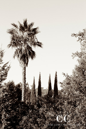 Palm and cypress | Cattie Coyle Photography