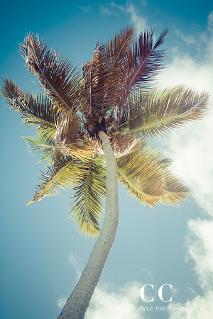 Palmtree | Cattie Coyle Photography