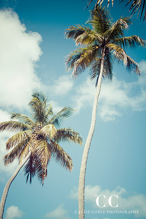 Palmtrees | Cattie Coyle Photography