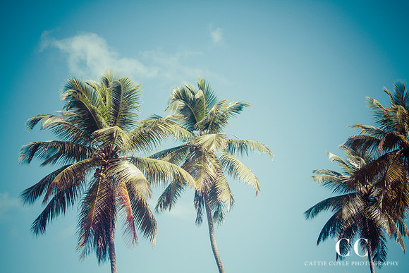 Palmtrees 2 | Cattie Coyle Photography