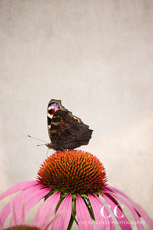 Peacock butterfly