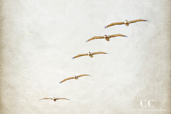 Pelicans | Cattie Coyle Photography