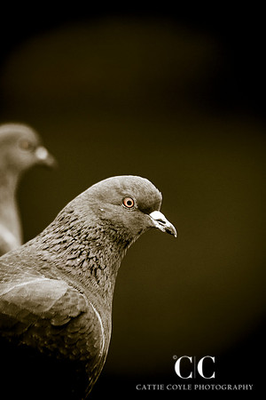 Pigeon | Cattie Coyle Photography