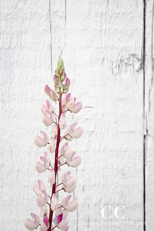 Pink lupine | Cattie Coyle Photography