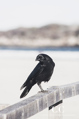 Raven | Cattie Coyle Photography