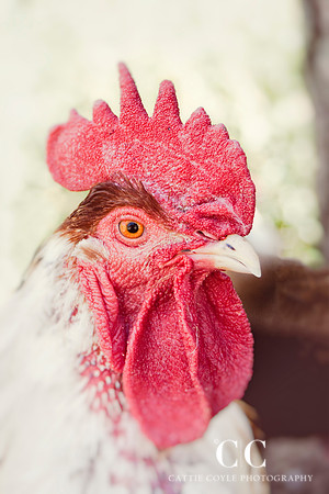 Rooster | Cattie Coyle Photography