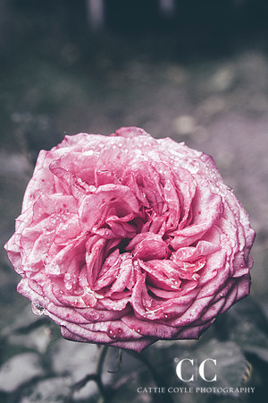 Rose | Cattie Coyle Photography