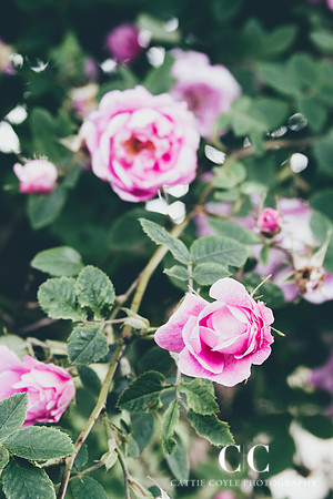 Roses | Cattie Coyle Photography