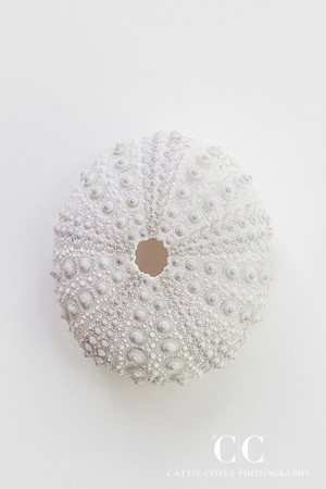 Sea Urchin | Cattie Coyle Photography