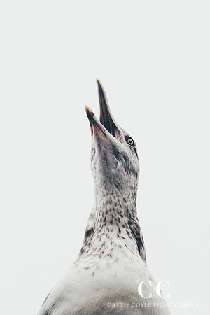 Seagull | Cattie Coyle Photography