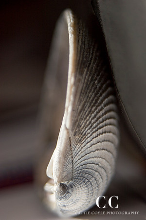 Seashell No. 1 | Cattie Coyle Photography