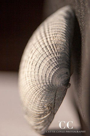 Seashell 4 | Cattie Coyle Photography