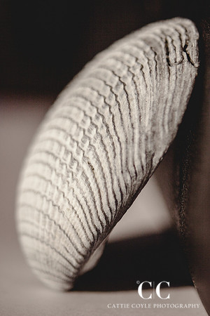 Seashell No. 3 | Cattie Coyle Photography