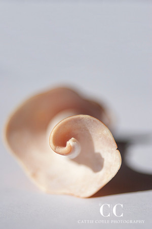 Seashell No. 7 | Cattie Coyle Photography