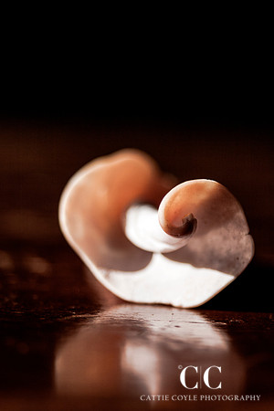 Seashell No. 6 | Cattie Coyle Photography