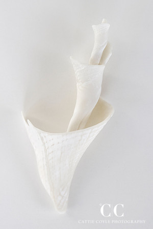 Seashell No. 5 | Cattie Coyle Photography