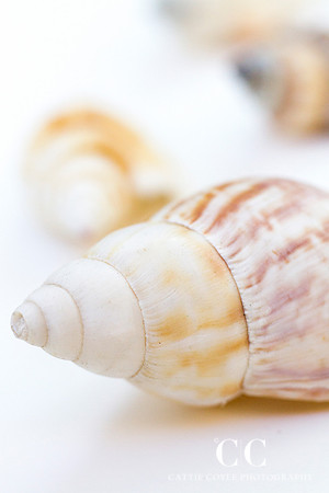 Seashells | Cattie Coyle Photography