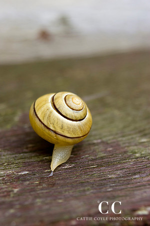 Snail | Cattie Coyle Photography