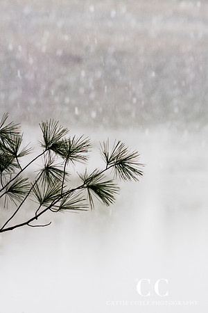 Snow 1 | Cattie Coyle Photography