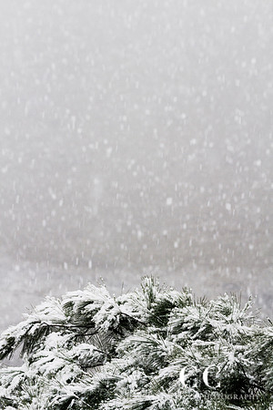 Snow 10 | Cattie Coyle Photography