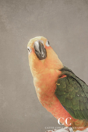 Jenday Conure