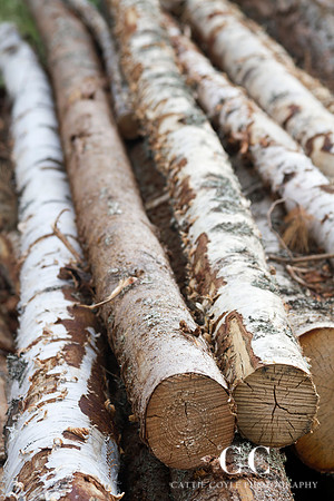 Timber (birch) | Cattie Coyle Photography