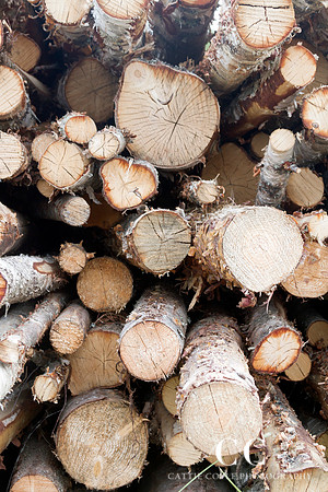 Timber | Cattie Coyle Photography