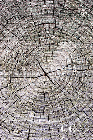Tree rings | Cattie Coyle Photography
