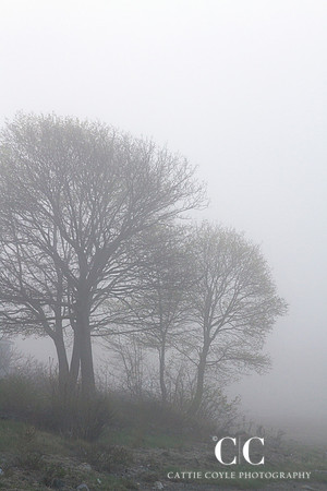 Trees in fog | Cattie Coyle Photography