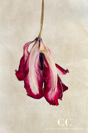 Tulip | Cattie Coyle Photography