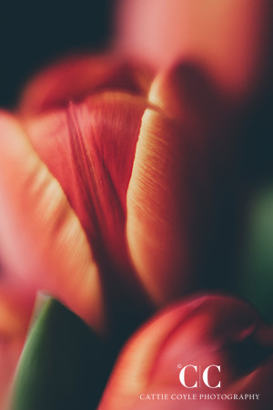Tulips | Cattie Coyle Photography