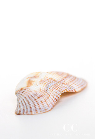 Turkey Wing shell (Arca zebra) | Cattie Coyle Photography