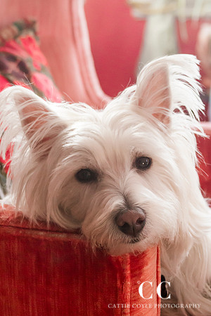 West Highland White Terrier | Cattie Coyle Photography