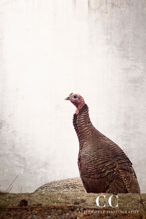 Wild turkey | Cattie Coyle Photography