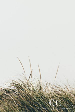 Beach grass 2 | Cattie Coyle Photography