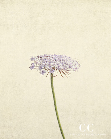 Blue Lace Flower  (Trachymene coerulea)