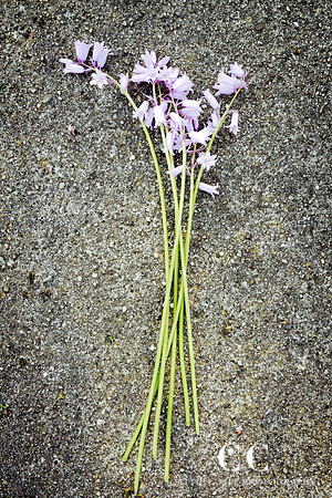 Bluebells | Cattie Coyle Photography