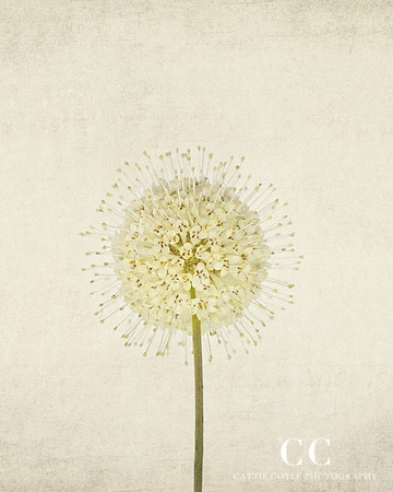 Buttonbush (Cephalantus occidentalis) by Cattie Coyle