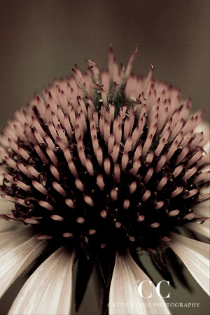 Echinacea No. 2
