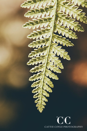 Fern No. 3