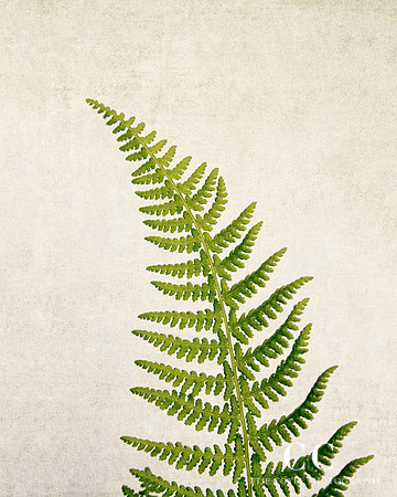 Fern No. 2
